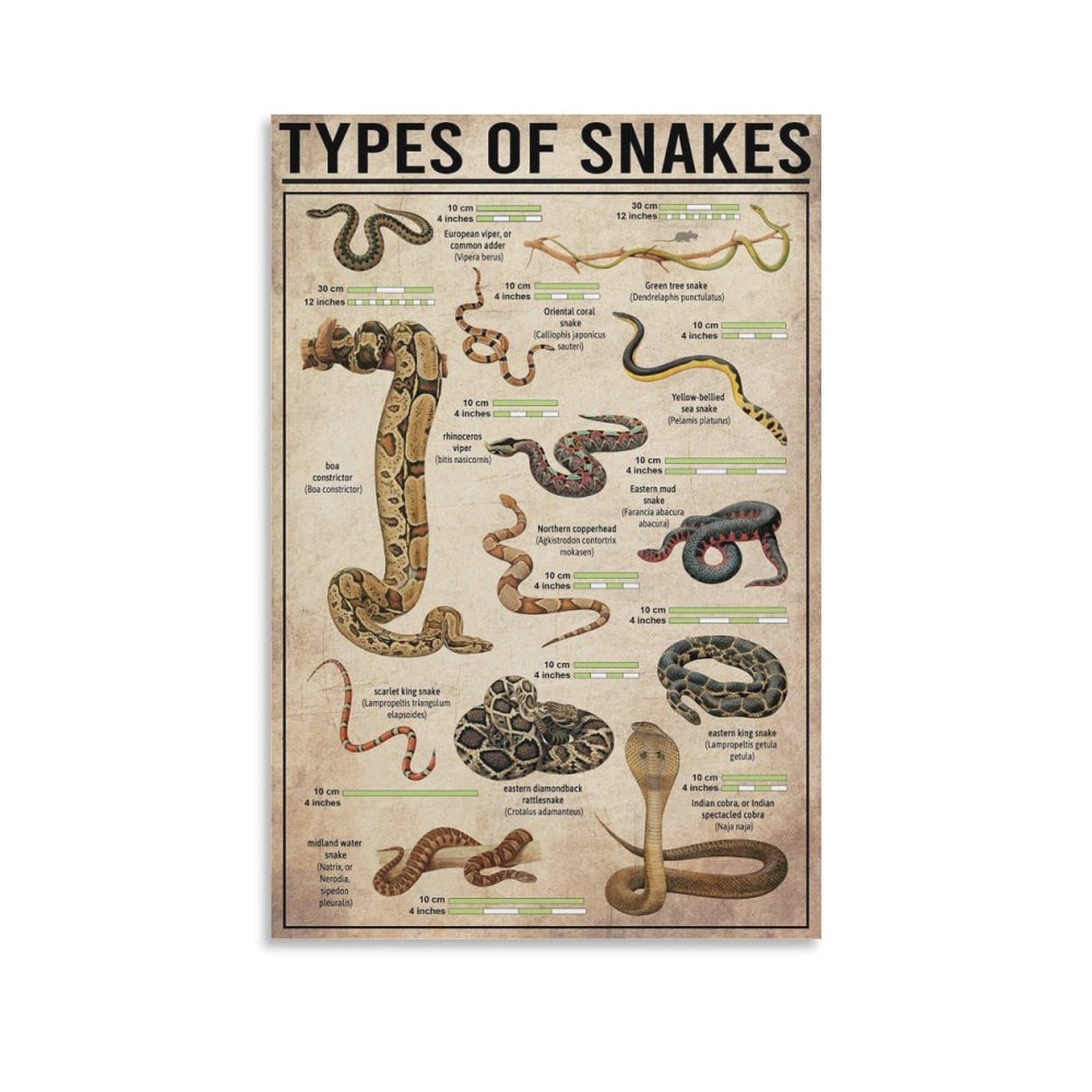 GQVCJSW Types Of Snakes Poster Canvas Poster Wall Art Decor Print Picture Paintings for Living Room Bedroom Decoration 12x18inch(30x45cm)