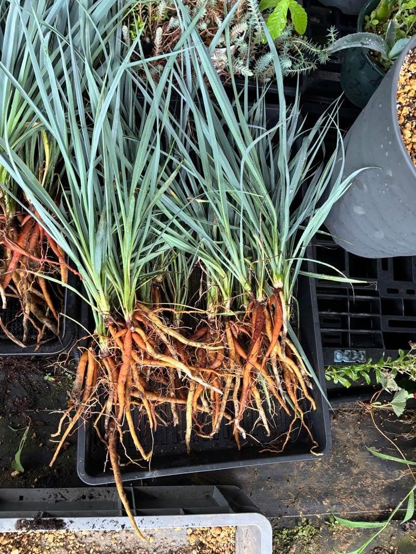名*久様 【実生】ユッカロストラータ 5分頭 ユッカ ロストラータ 実生株 Yucca Rostrata 005 | Sunny Branch