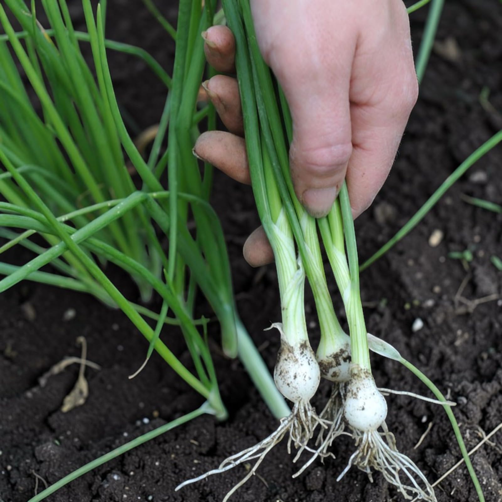 Carbeth Plants Spring Onion Vegetable Plant 6 Pack - Garden Ready Easy to Grow Veg Plants - Ideal for Kitchen Garden, Pots, Containers & Raised Beds (1, White Lisbon)