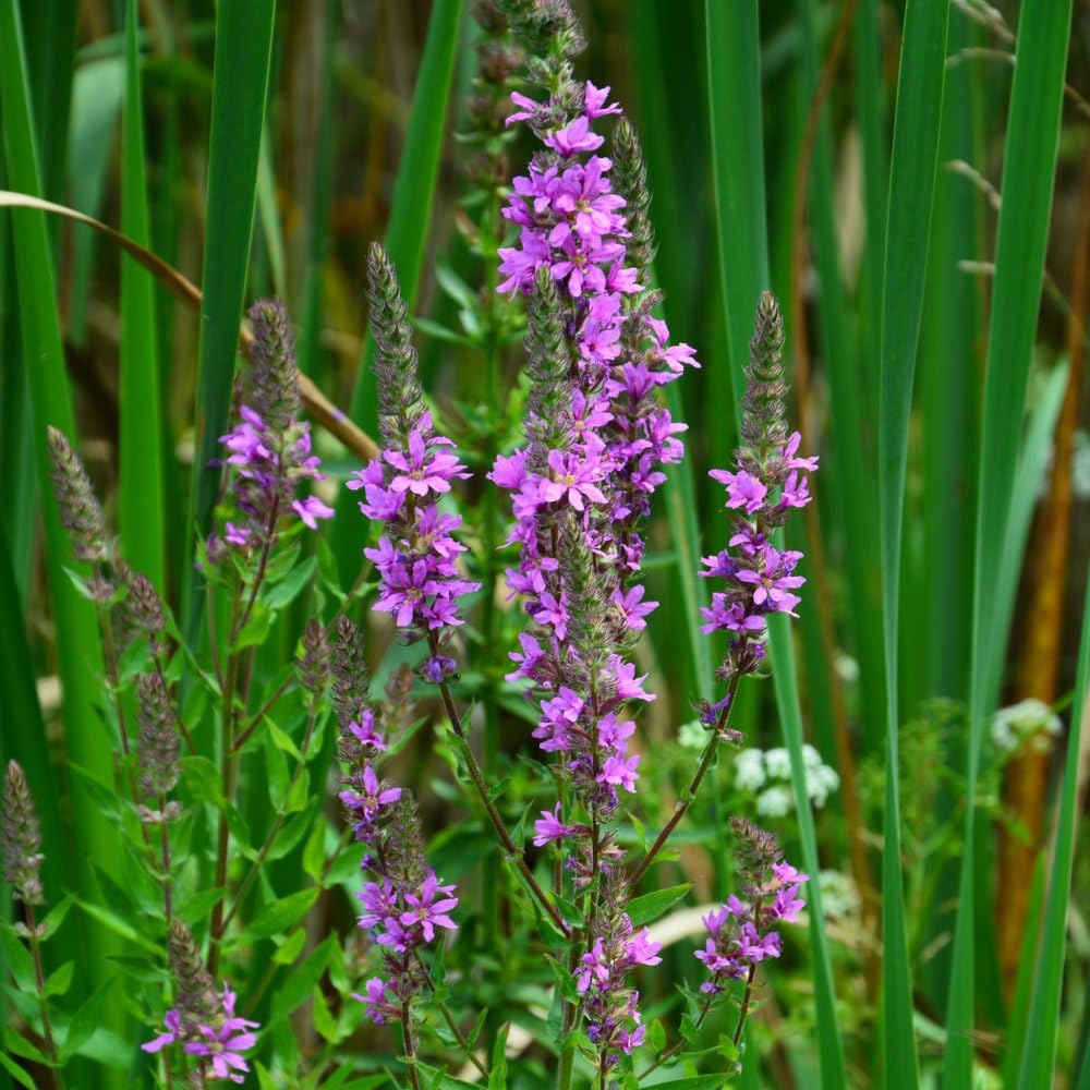 Lythrum salicaria Purple Loosestrife – Hardy Perennial with Cerise Pink Flower Spikes, Ideal for Damp Borders or Pond Margins, Pollinator Friendly – 1 Litre Pot x1 by Thompson and Morgan