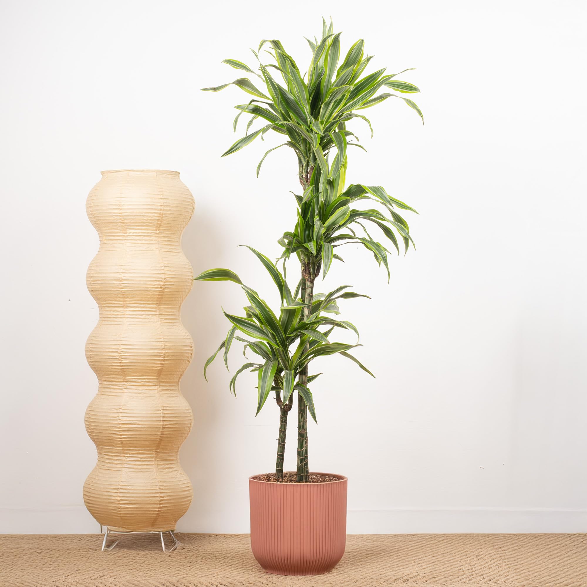 Dracaena Lemon & Lime Indoor House Plant - Air-Purifying Low Maintenance Dragon Live Plant - Perfect for Home or Office Decor (24cm Pot, 100-120cm)