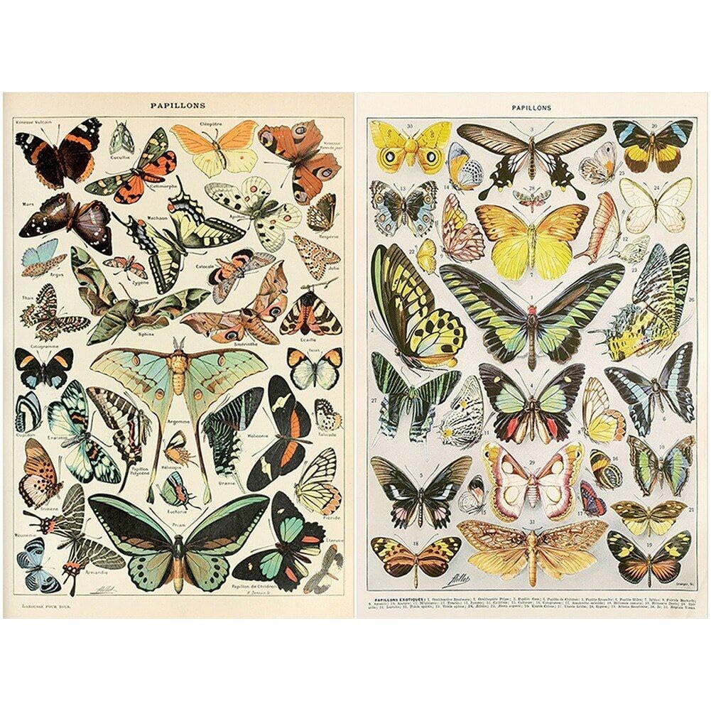 Affiche papillon vintage pour raviver vos murs blancs tristes