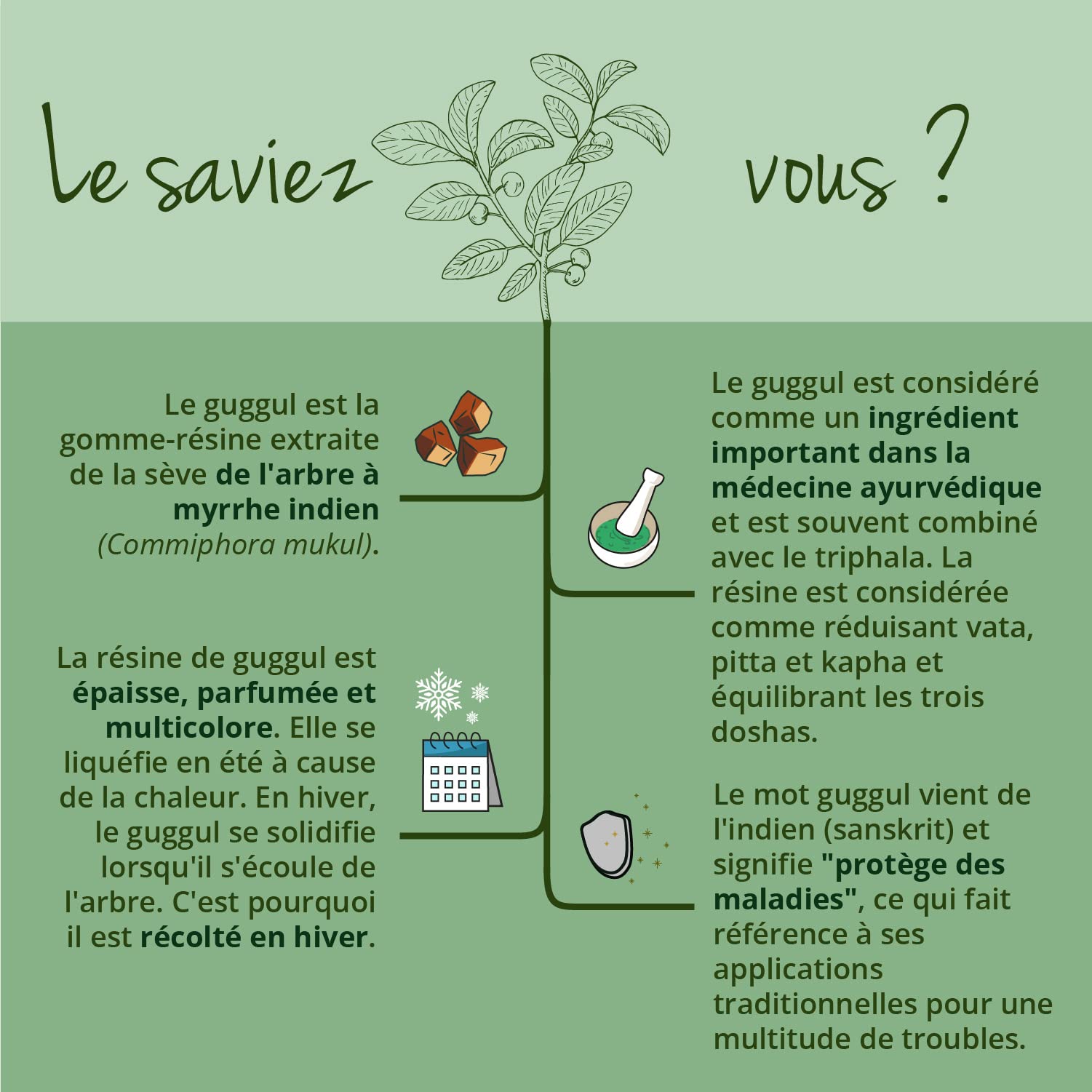 Guggul PREMIUM Vegavero® | 120 Gelules (4 mois) | 5% de Guggulstérones | Cholesterol + Antioxydant Puissant | DOSE LA PLUS ELEVEE: 500 mg d'Extrait | Sans Additifs et VEGAN