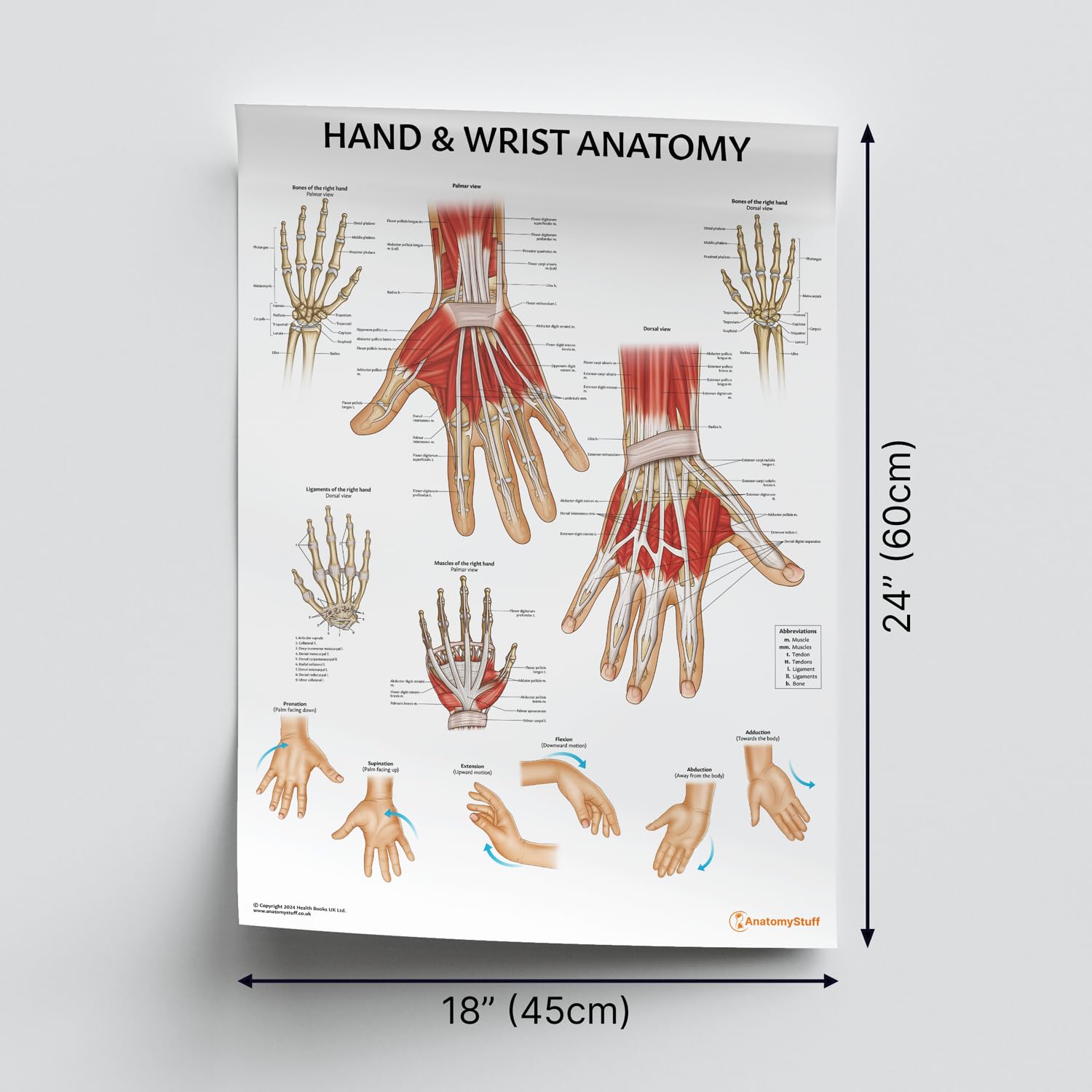 AnatomyStuff Poster zur Anatomie von Hand und Handgelenk, 45 x 60 cm, Physio-Anatomie, Diagramm der oberen Gliedmaßen, Gelenk-Anatomie-Poster