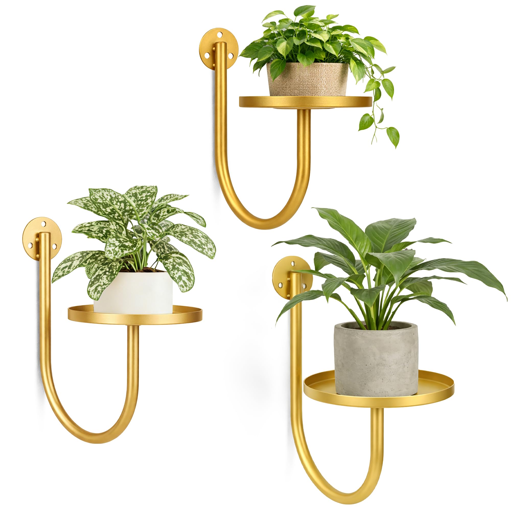 Support pour plantes de fenêtre et mur : la solution pour végétaliser sans encombrer