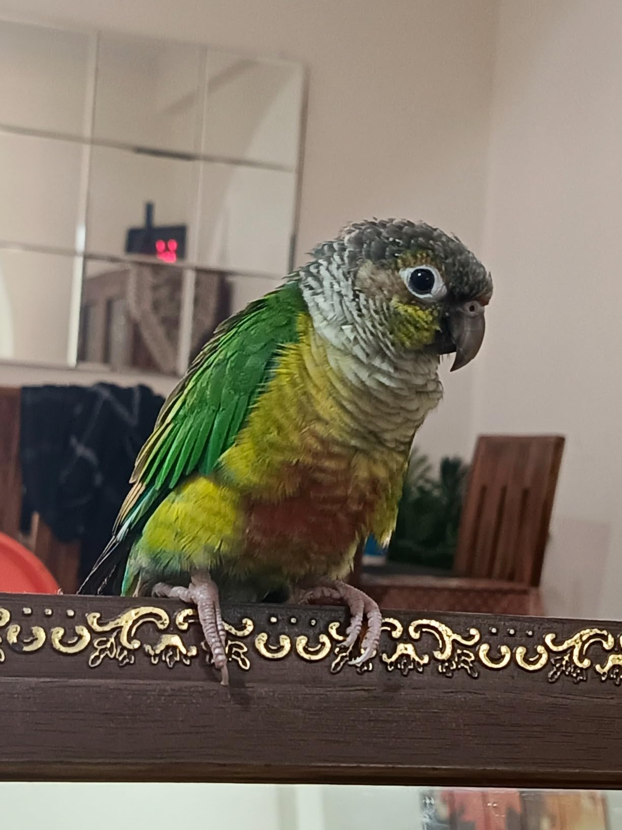 Buy MASHKI Conure Seed Mix All Life Stage Mix Seeds Daily Bird Food