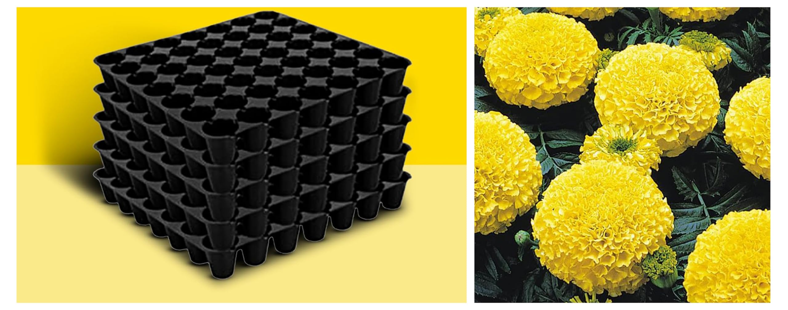 Kraft Seeds African Marigold Flower Seeds (1 Packet, Yellow 1000 seeds) & Kraft Seeds Seedling Tray (Pack of 5, Black) 49 Holes Germination Trays for Seedling (B0CCV3Y6GK) Amazon Price History, Amazon Price Tracker