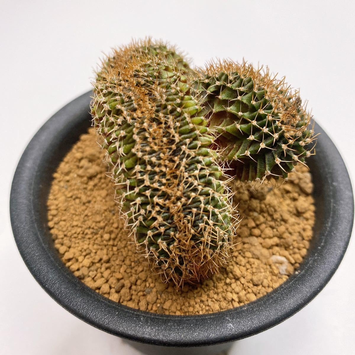 【抜き苗】 30株セット　ギムノカリキウム　フリードリッヒ　LB2178　実生 ギムノカリキウム フリードリッヒィLB2178実生 常に花が咲いては枯れを