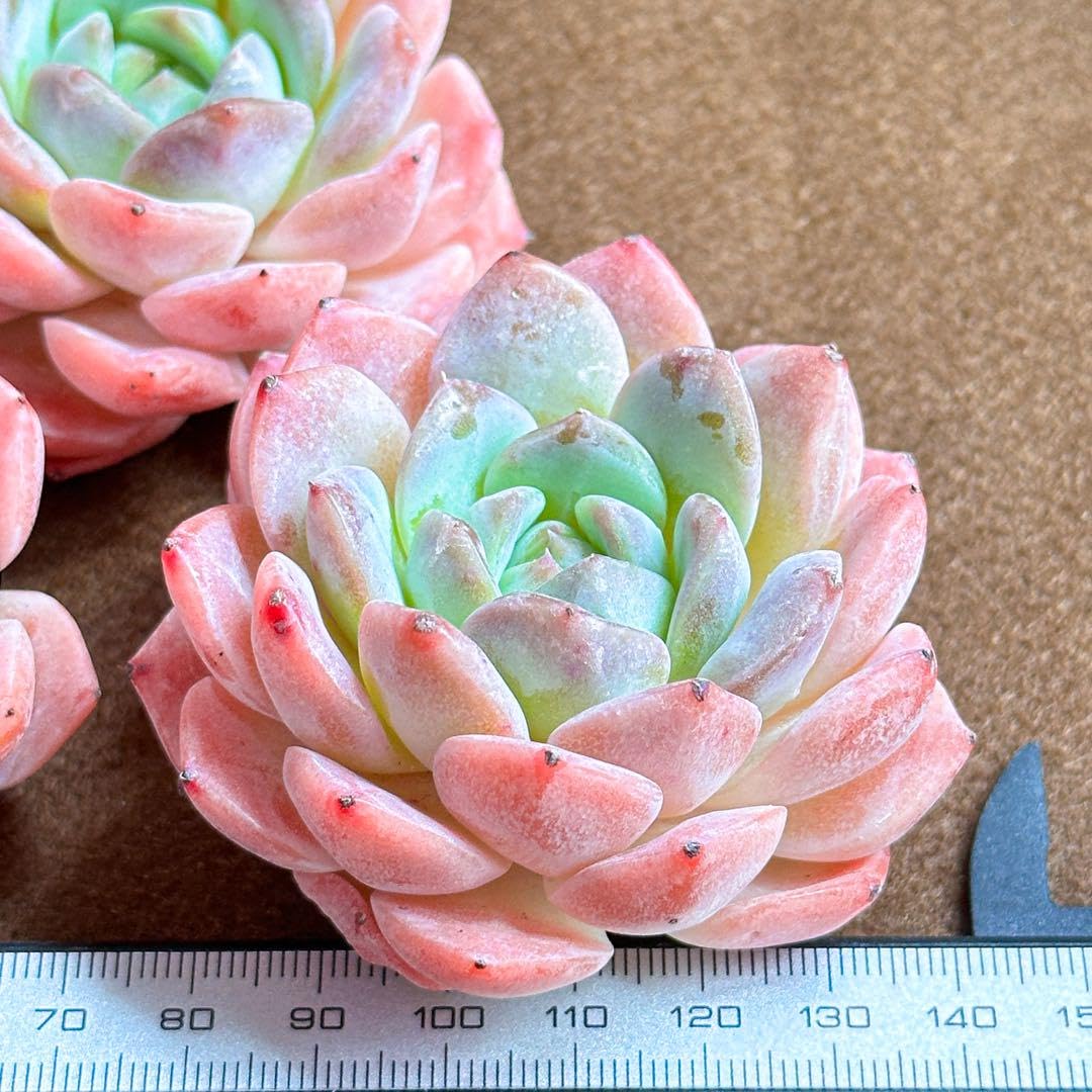 Amazon.co.jp: 多肉植物 エケベリア ストロベリーミルクシェイク 超