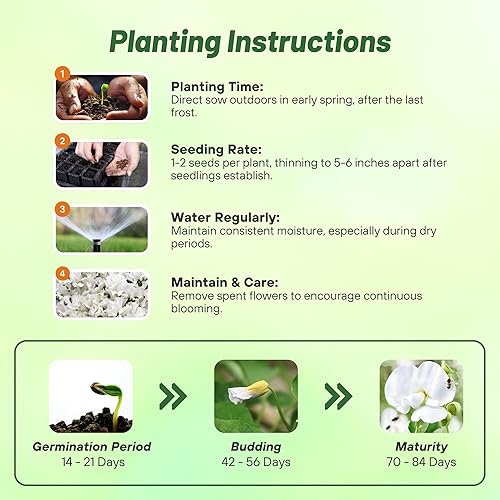 Miniatura 4 de Outsidepride Fragant Annual Lathyrus Odoratus Sweet Peas Royal White Climbing Treing Vining Trailing Cut Flowers - 250 semillas