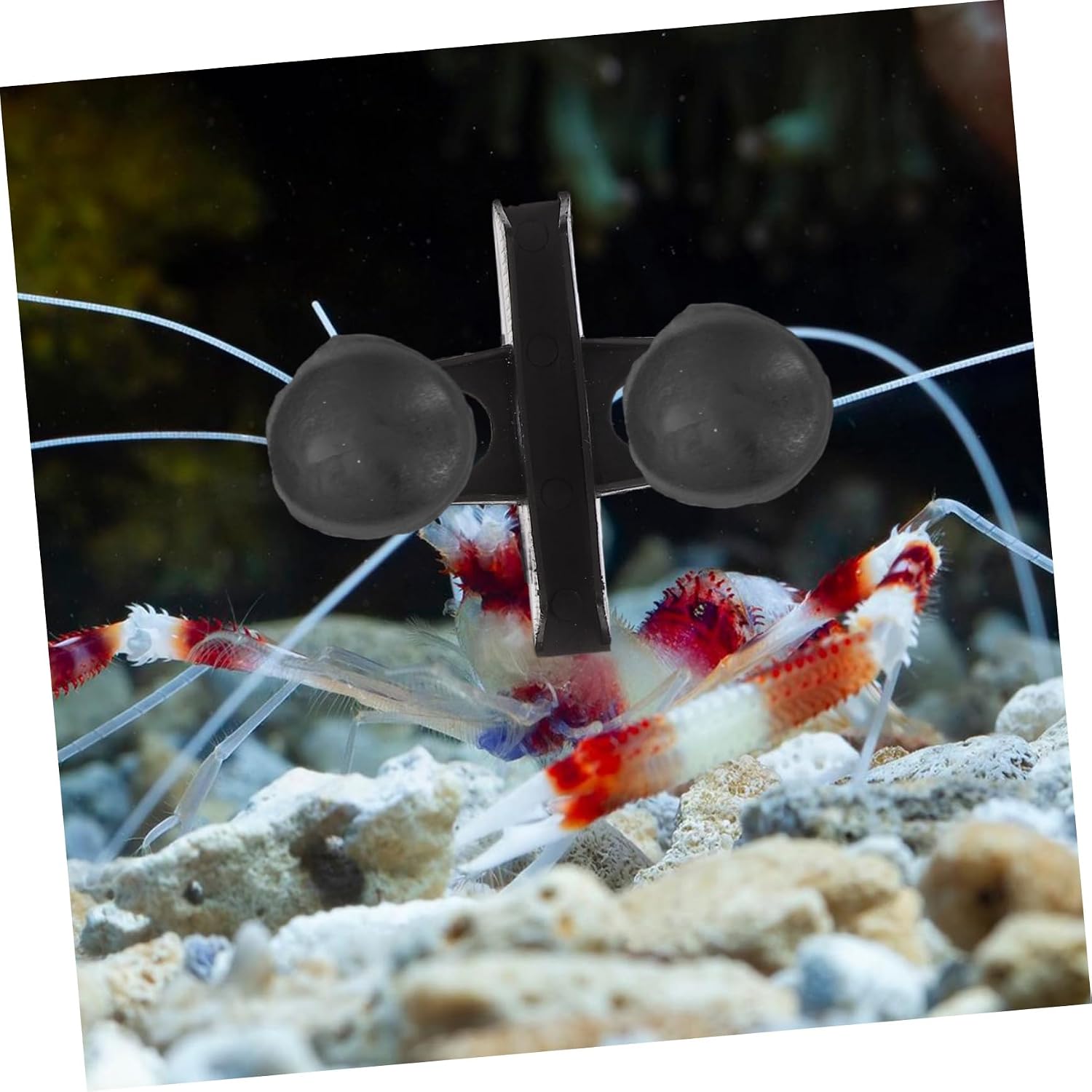 10pcs Aquarium Divider Clips with Suction Cups Durable Plastic Holders for Fish Tank Isolation Nonslip Design for Securing Plants and Decorations Quick Installation in Black