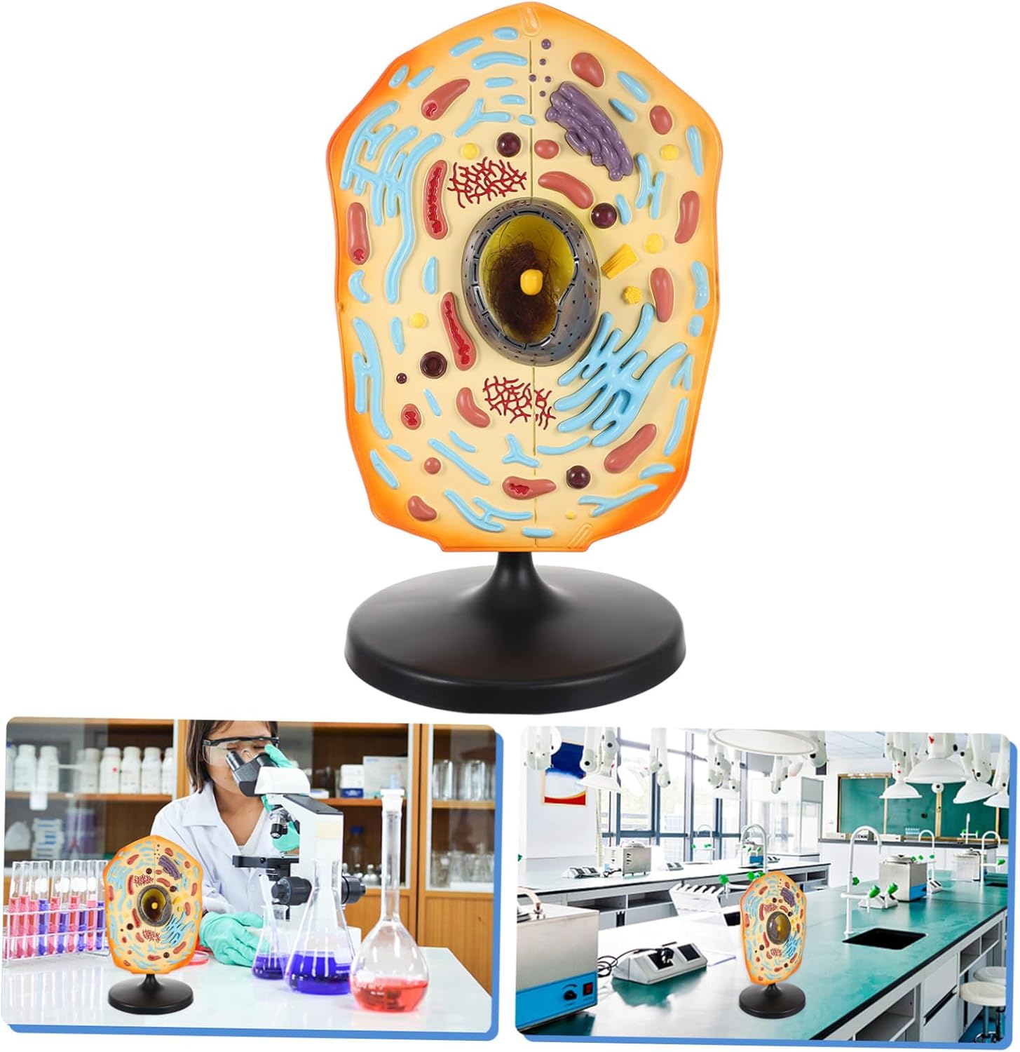 Animal Cell Model for Teaching Realistic Animal Cell Display Model for Biology Education and Student Training Educational Resource