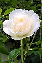 Rose Flower Plant Various Colours Outdoor Ornamental Plant Rose Bush Garden Real Plant Sold by eGarden.store (White)