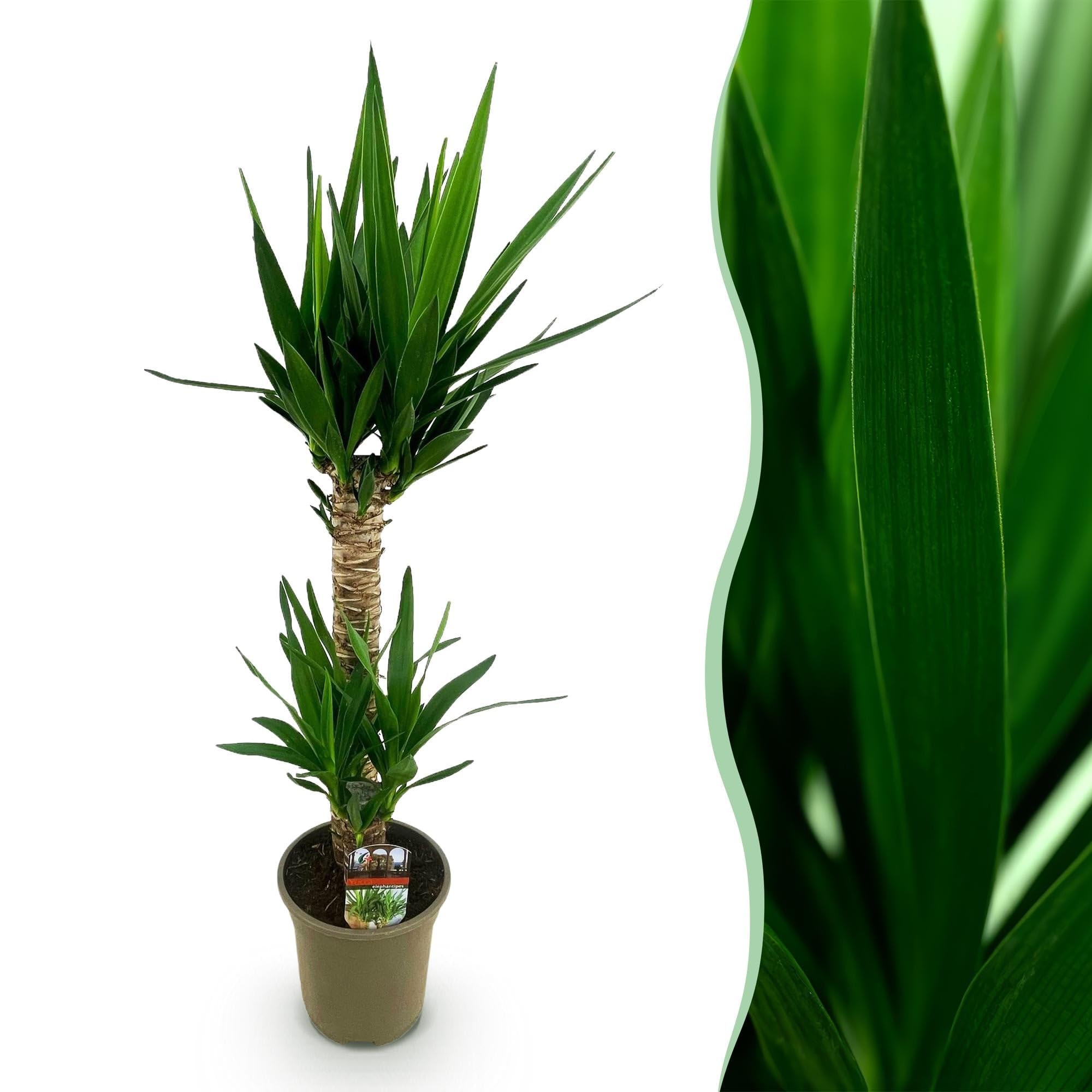 Green boutiQ - Plante d'intérieur - Yucca elephantipes - Yucca - Peu d'entretien - Vert - 1 - Pot 19cm - Hauteur 95cm