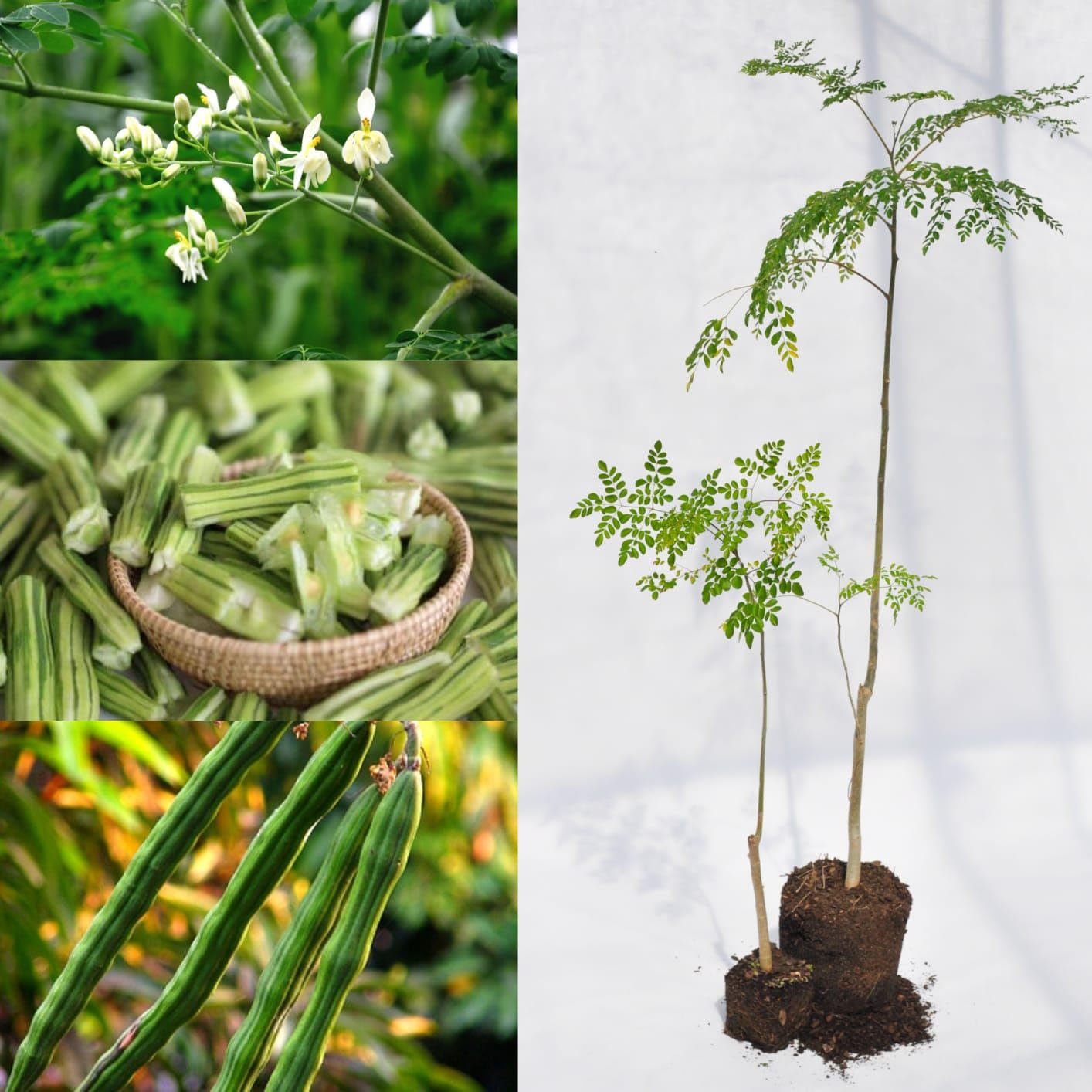 See full amazon price history chart for 1 Live Drumstick Plant, Hybrid Drumstick Plant, Moringa Plants, Munagakaya plant (Plant Height 1.5-2 FT) In Just 1.5-2 Years U Gets Fruits 1 Live Drumstick Plant, Hybrid Drumstick Plant, Moringa Plants, Munagakaya plant (Plant Height 1.5-2 FT) In Just 1.5-2 Years U Gets Fruits (B0CCLHK7XQ) Amazon Price History, Amazon Price Tracker