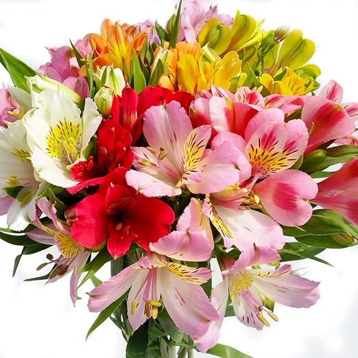 Amazon Co Jp アルストロメリア 切花 一級品 70cm 花5個 蕾5個付き 10本入り ミックス ホーム キッチン