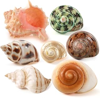 PPCLION 7 PCS Large Medium Small Natural Hermit Crab Shells Turbo Sea Conch Shell for Décor, Size: 2-3.5". Opening 0.5"-2"