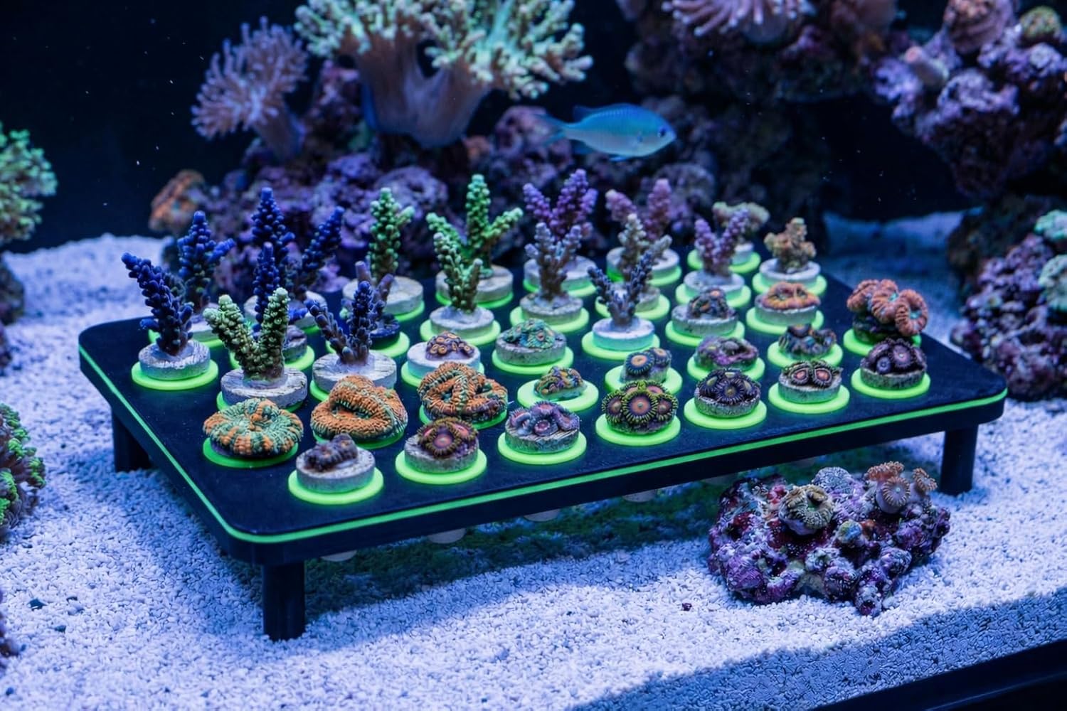 Coral Frag Rack – 37 Hole Reef Holder for Frag Plugs – Elevated Leg Design – Reef Safe 3D Printed Aquarium Stand for Saltwater Reef Tanks (Purple/Purple)