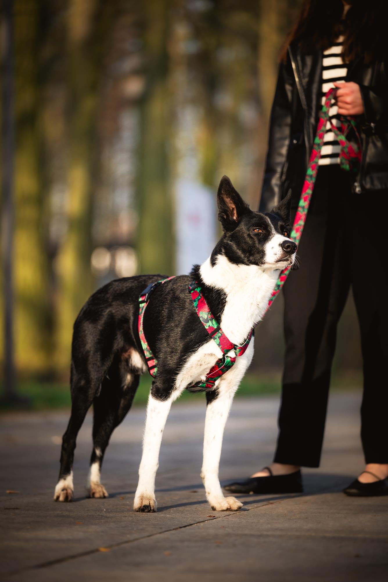Harnais pour Chiot et Petite Chien | NO Absorb | Anti Traction | Réglable en 5 Points | Step-in | Empêchant la Traction et l'étouffement | Léger, Résistant | Dog Harness | Eternal Rose-XS