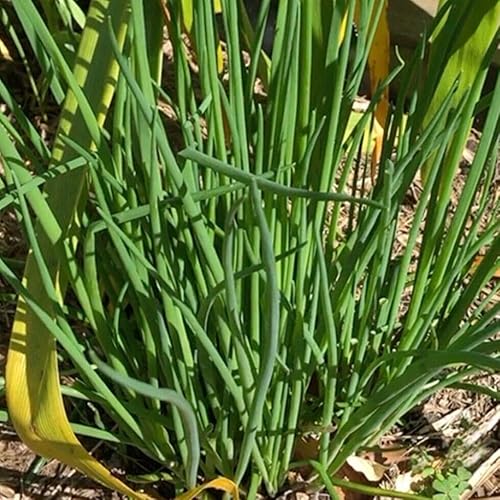 Chives 100 Seeds HERB Garden Companion Plant Easy Pot Grow Spring Autumn Winter
