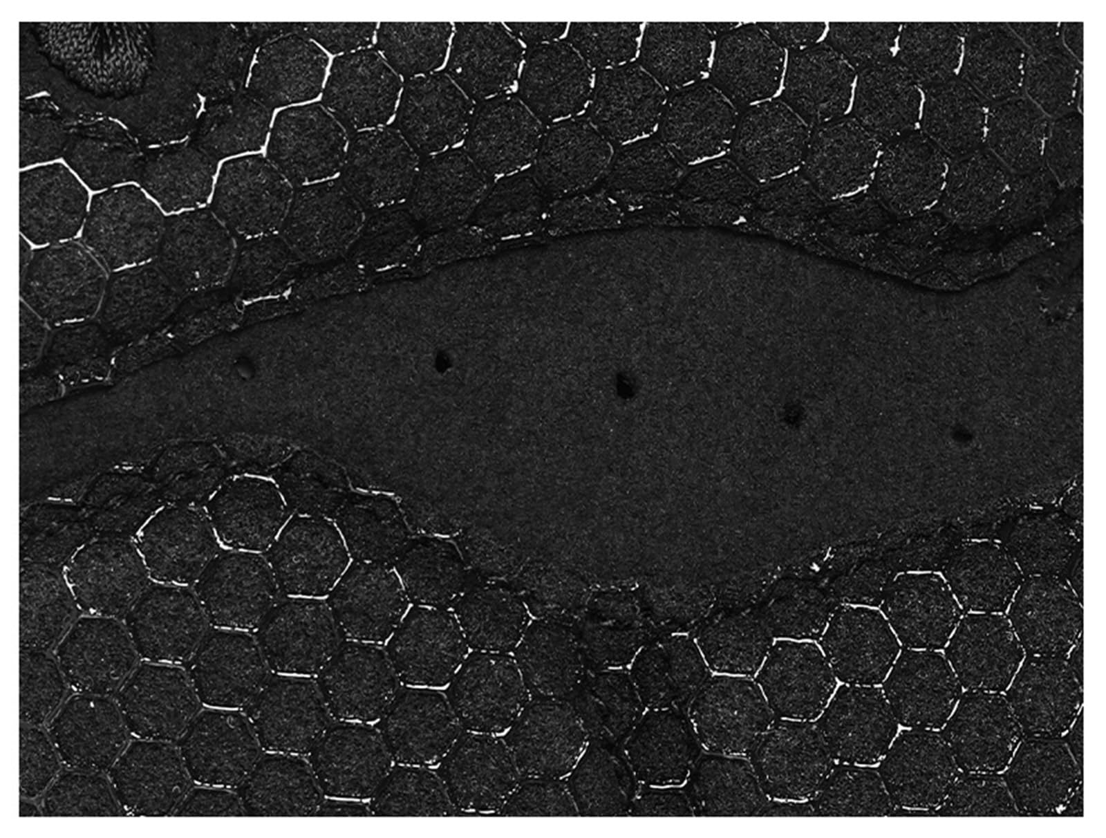 Gants De Fitness Gants de Fitness, Gants de Cyclisme d'été, Gants Demi-Doigts, Gants de Sport Respirants pour Le Fitness