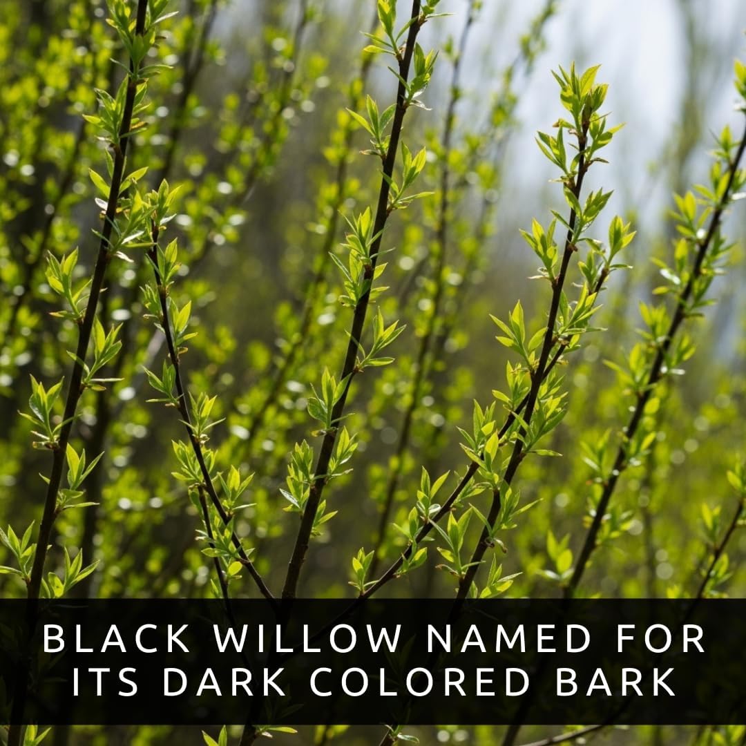 Blackskin Willow Bonsai Cutting Review: Rare Dark Branches, Easy-Grow for Beginners Indoor Outdoor Gardens