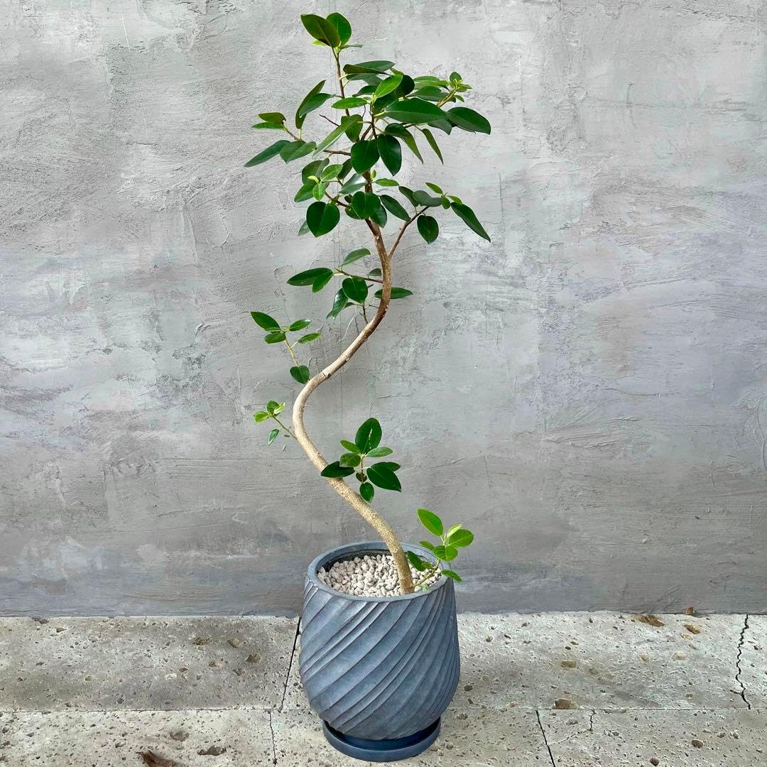 大型　フランスゴムの木　陶器鉢　植え込み発送 フランスゴムの木 曲がり仕立て 8号 陶器鉢 植え フランスゴムの木 8