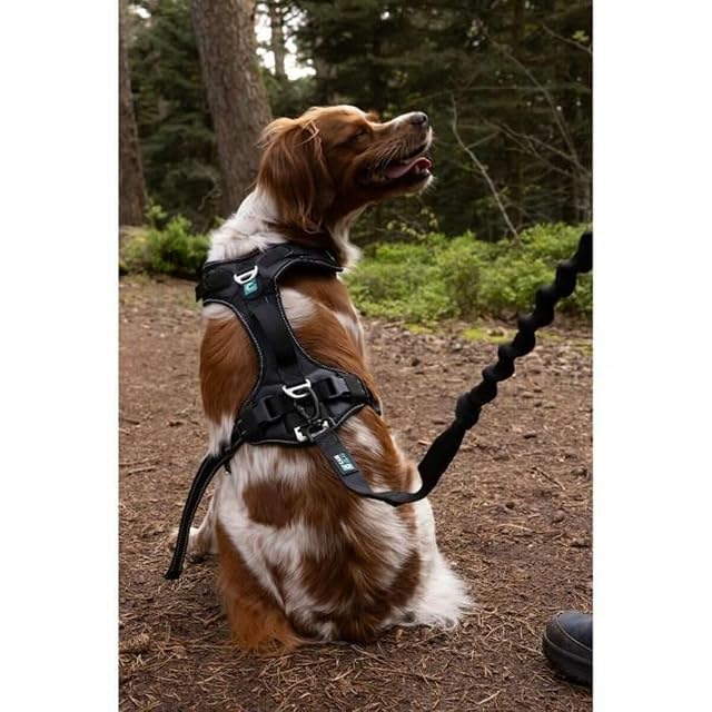 Foto 3 de 6 de CANI C GEAR, Arnés, Modelo SYMBIOZ, Color Negro/Turquesa, Forro de Neopreno antiirritaciones