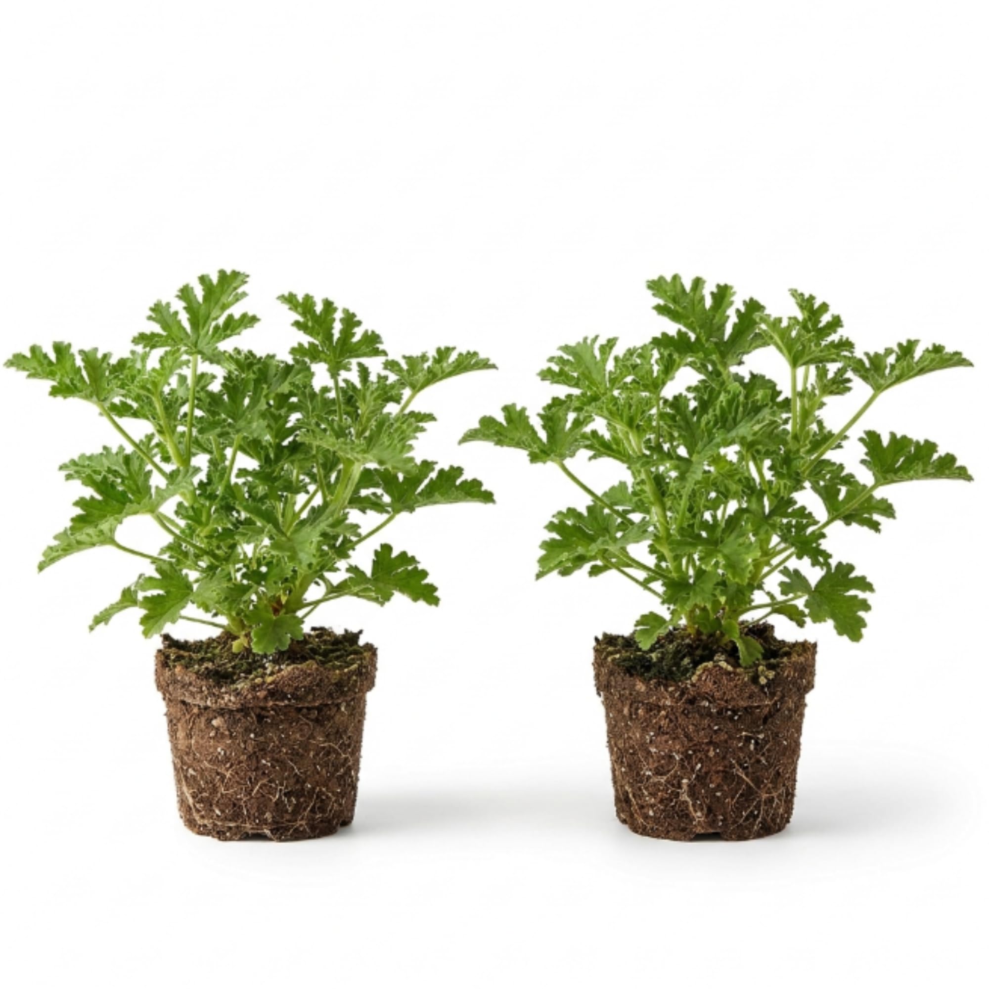 where to buy a lavender plant near me Lavender main image 1