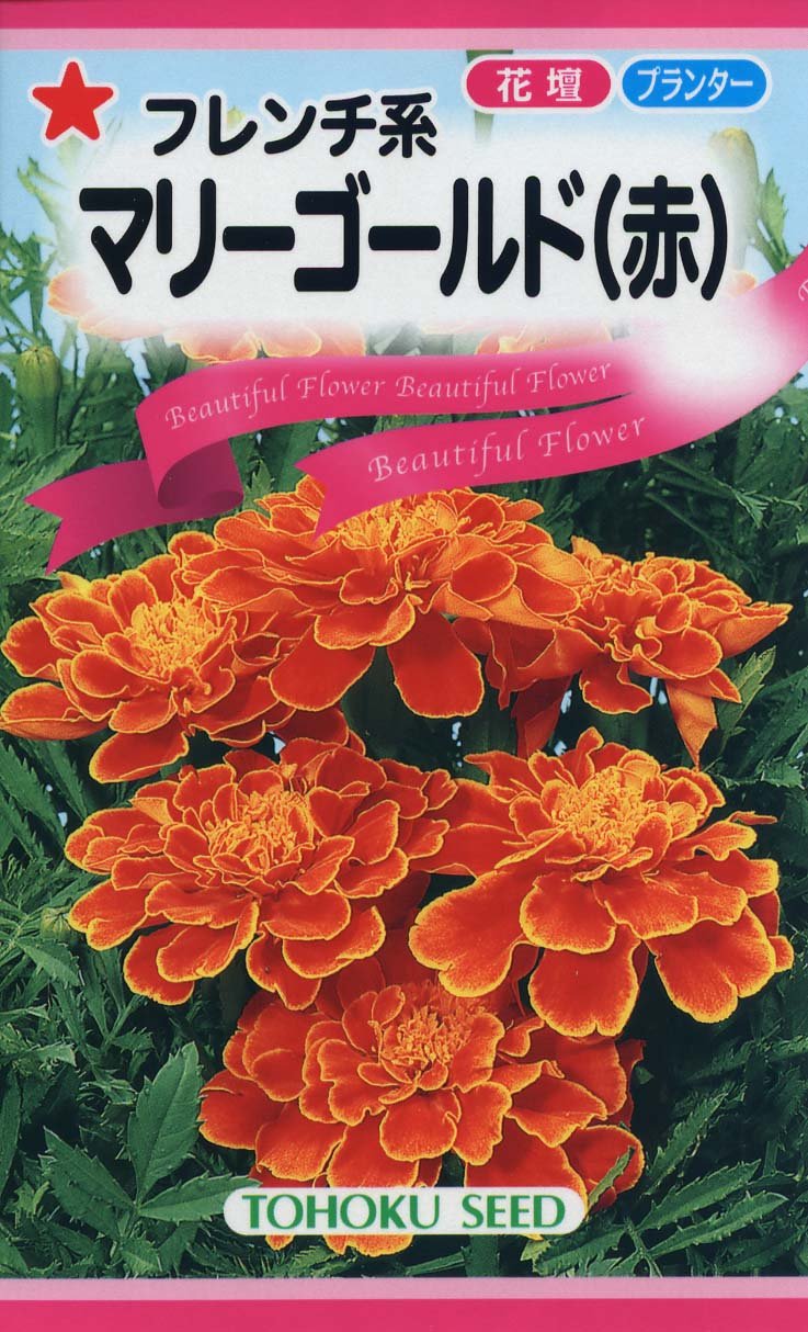 Amazon | 株式会社トーホク フレンチ系マリーゴールド(赤) 04341 | 草