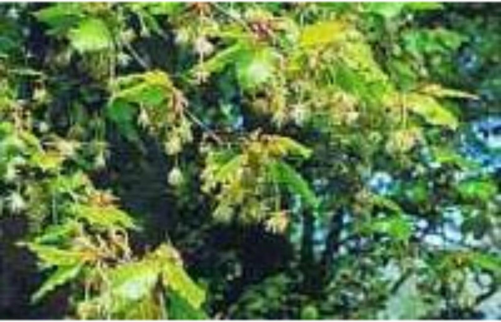 Ainsworths10ml Beech Bach Flower Remedy