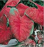 Blaze Caladium Bulbs for Planting - Large Size Root - Bold Red and Green Foliage - Hardy in Zones 9-11 - Vibrant Caladium for Gardens and Pots