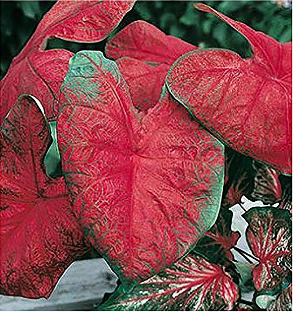 Blaze Caladium Bulbs for Planting - Large Size Root - Bold Red and Green Foliage - Hardy in Zones 9-11 - Vibrant Caladium for Gardens and Pots
