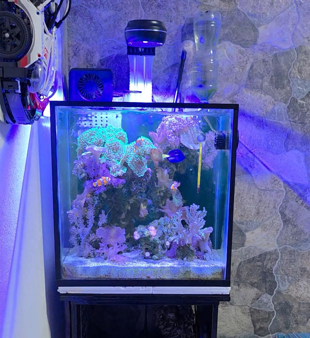 Amazon.com : PopBloom 65W Aquarium LED Reef Lights for Corals