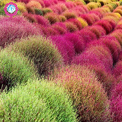 Creative Farmer Kochia Broom Seedlings Peacock Pine Hybrid Seed Seeds
