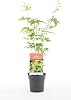 gardeners dream acer palmatum orange dream (20-40 cm incl. pot) - Japanese maple tree hardy - Japanese shrubs plants hardy - hardy plants for garden tubs & patio
