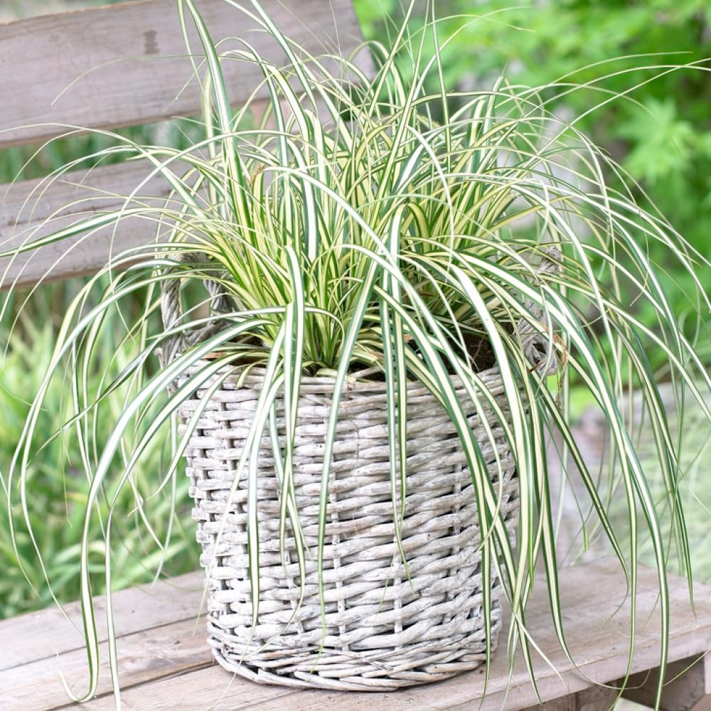 YouGarden Carex 'Evergold', Ornamental Grass in 9cm Pot, Variegated Foliage and Low Maintenance, Hardy Perennial, Great for Borders and Pots
