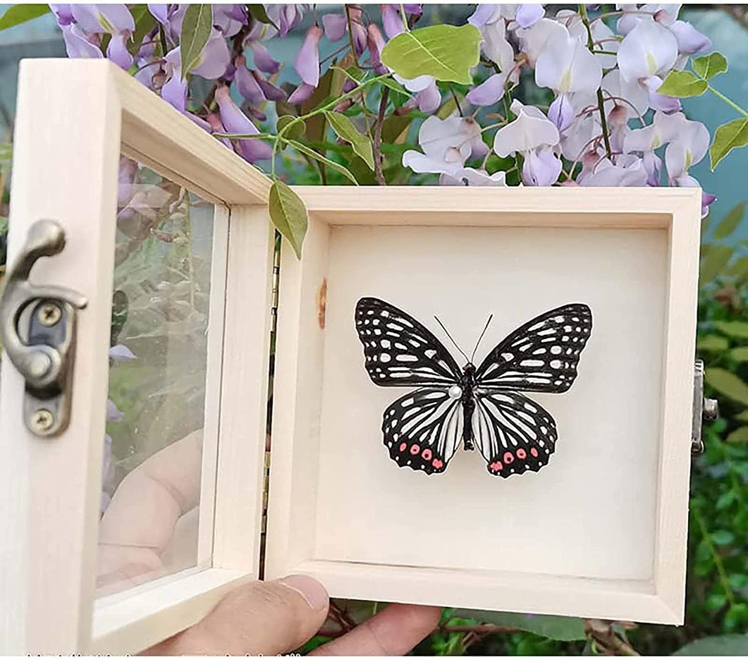 Real Butterflies Specimen, Exotic Insect in 3D Display Box, Framed Incredible Insect Entomology Decor, Wooden Frame, Science Specimen for Teaching Observation