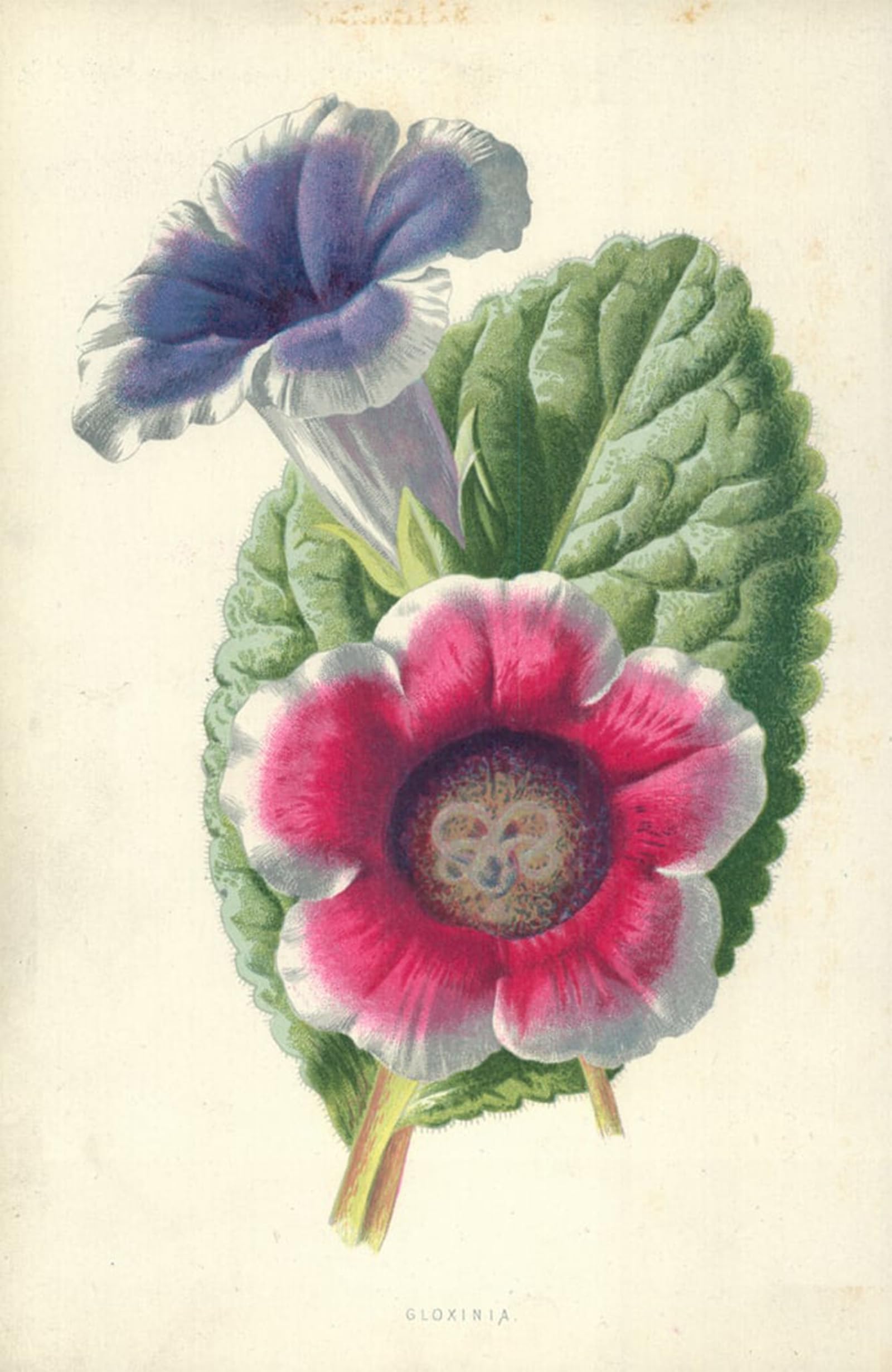 Pintura al óleo clásica Gloxinia de Frederick Hulme, cuadro moderno 60x90cm 5