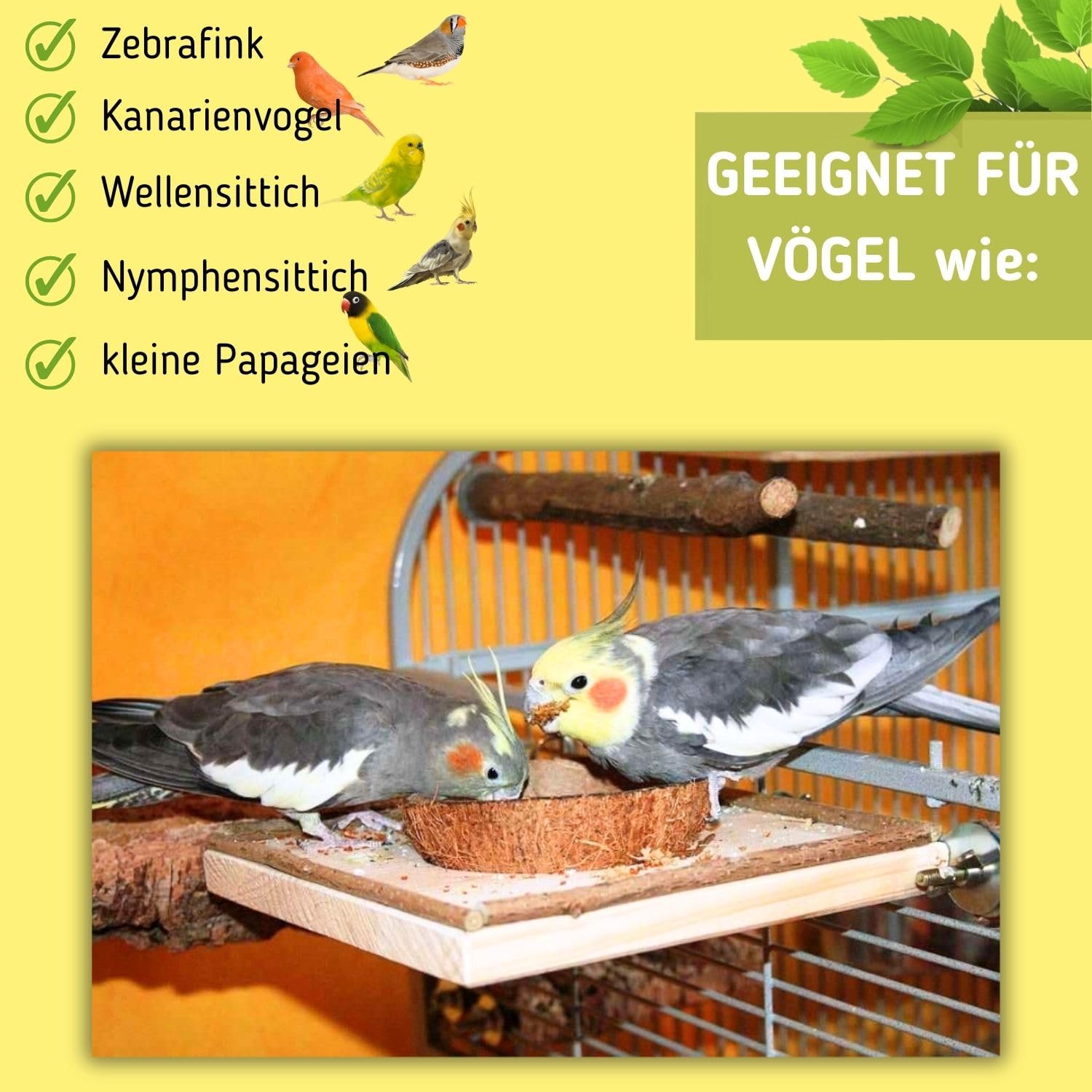 Vogelgaleria Planchette avec Bol en Noix de Coco Amovible Mangeoire pour Oiseaux