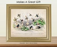 Vista 3 de Vintage Bees Wall Art Print - (11x14) Unframed Picture For Home, Office, Dorm & Bedroom Decor - Great Gift Idea Under $15