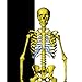 Visual Bones