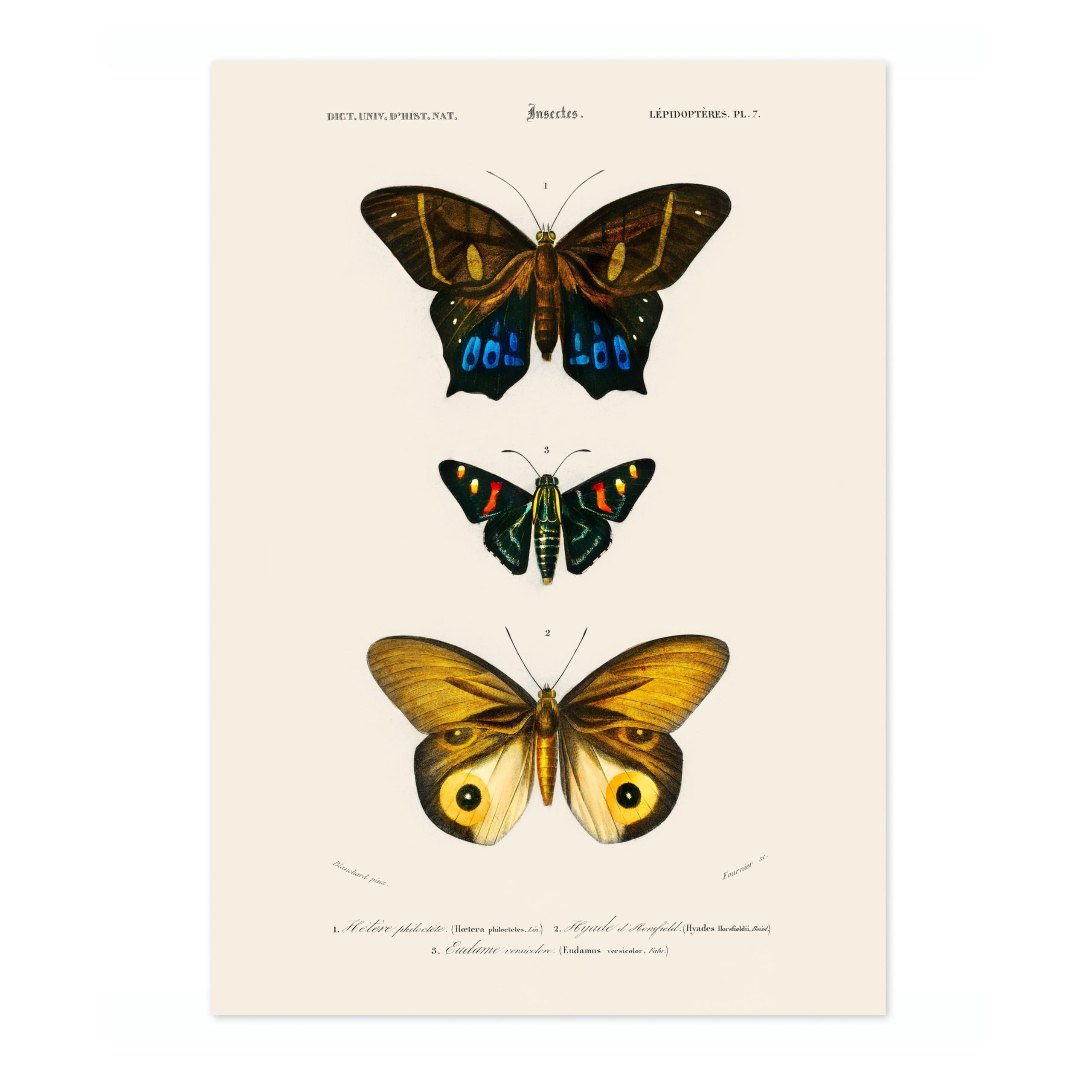 Butterflies, Yellow Poster, Vintage Botanical Art Prints, Retro Encyclopedia Illustration Wall Art Plants Botany Pictures, Bedroom Living Room Home Decor, A2 (Print Only) - 59.4x42cm โ image 1