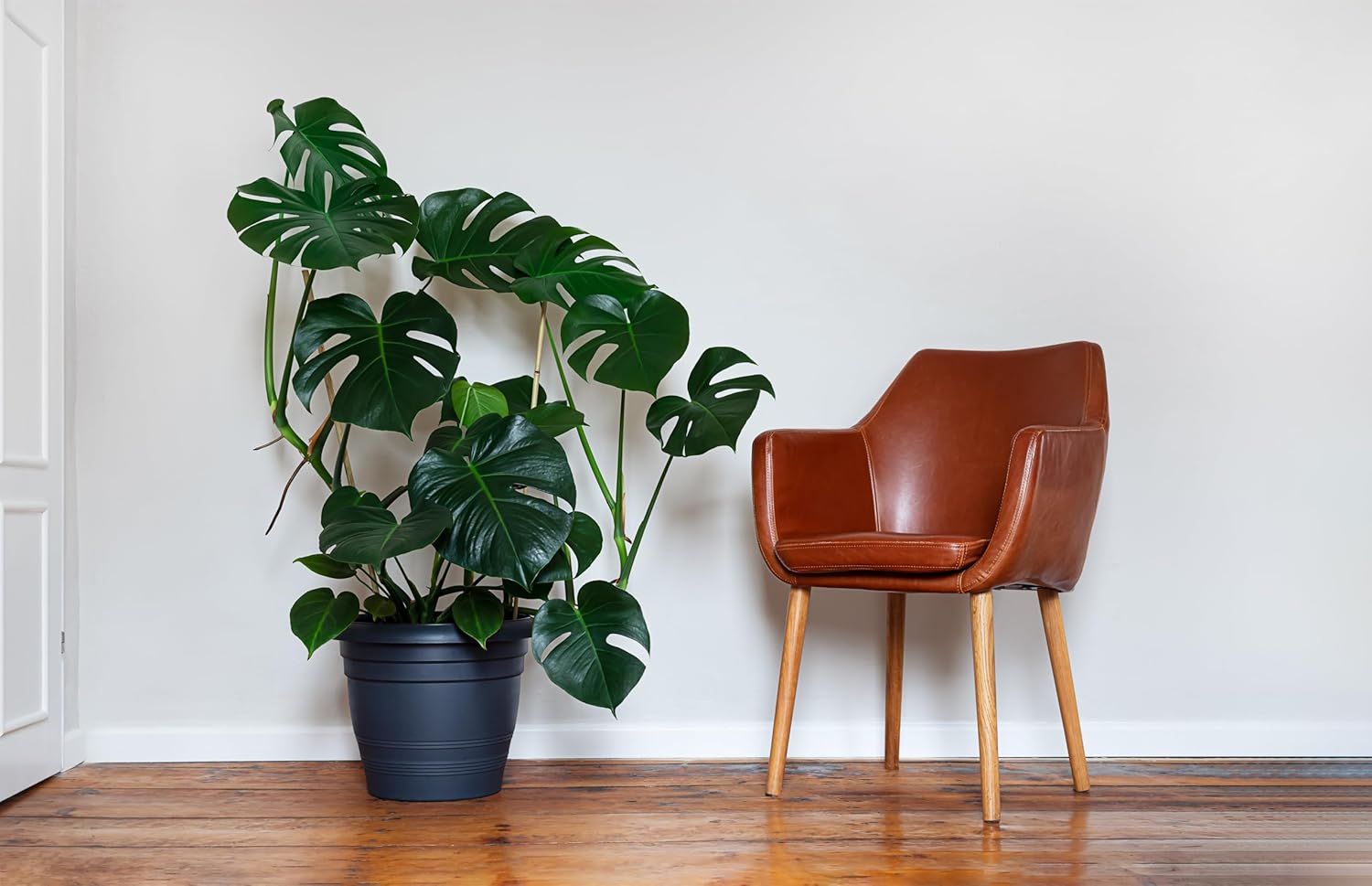 Swiss Cheese Plant (Monstera esceleto) Live Plant in 2.5-inch Pot