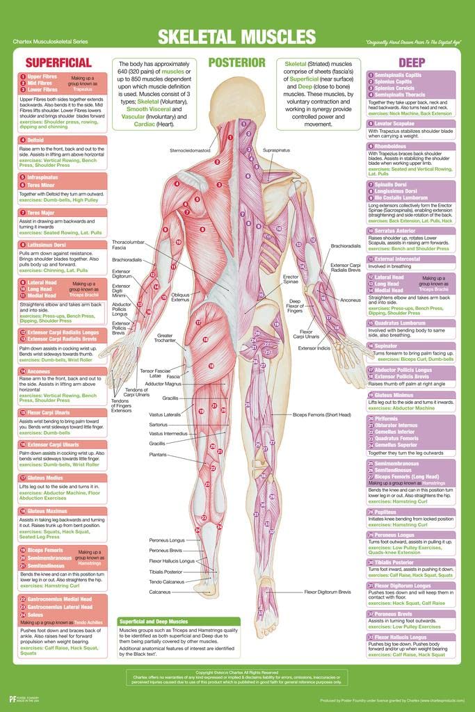 Laminated Skeletal Muscle Anatomy Posterior Poster Nursing School Essentials Medical Students Supplies Science Classroom Human Body Skeleton Educational Chart Paper Poster Dry Erase Wall Art 24x36