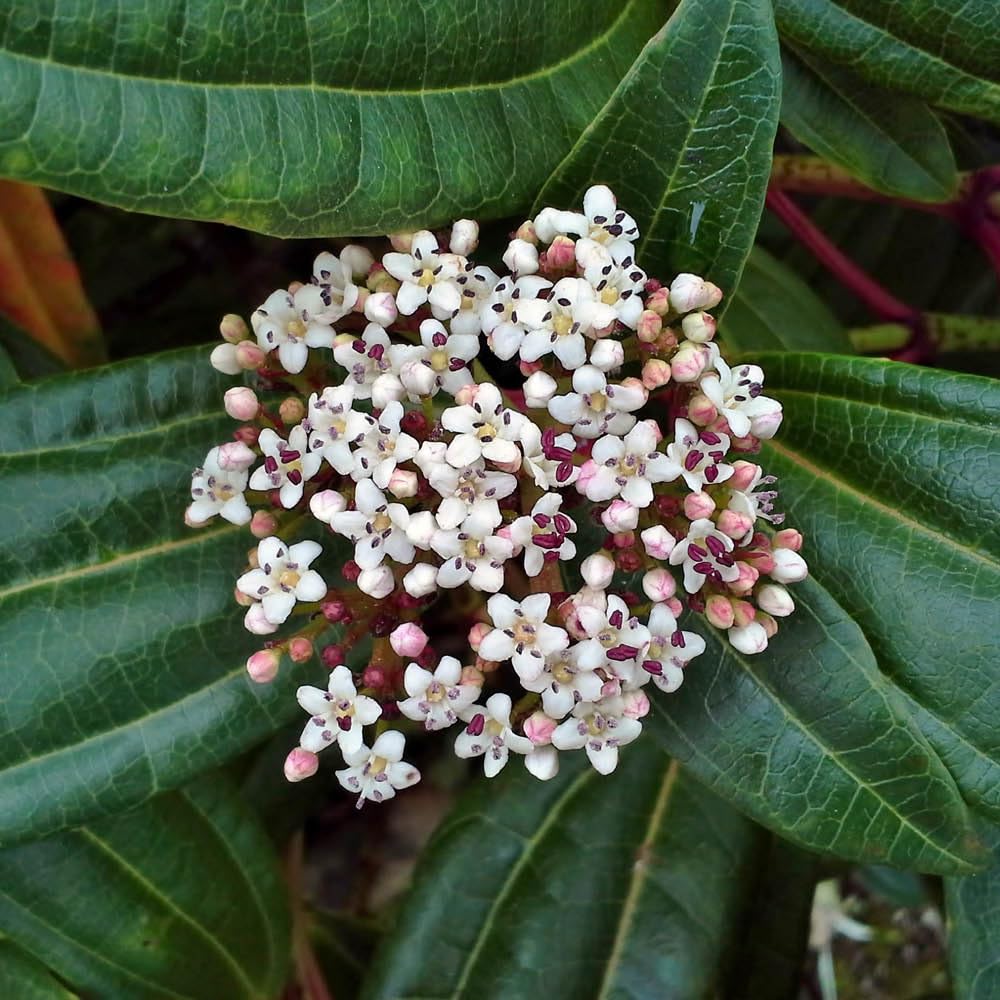 Yougarden White Viburnum Davidii, Established Evergreen Shrub In 17Cm Pot, Ready To Plant, Shrub For Pot And Garden Border Growing, Flowers, Metallic Blue Berries, And Evergreen Foliage Plant