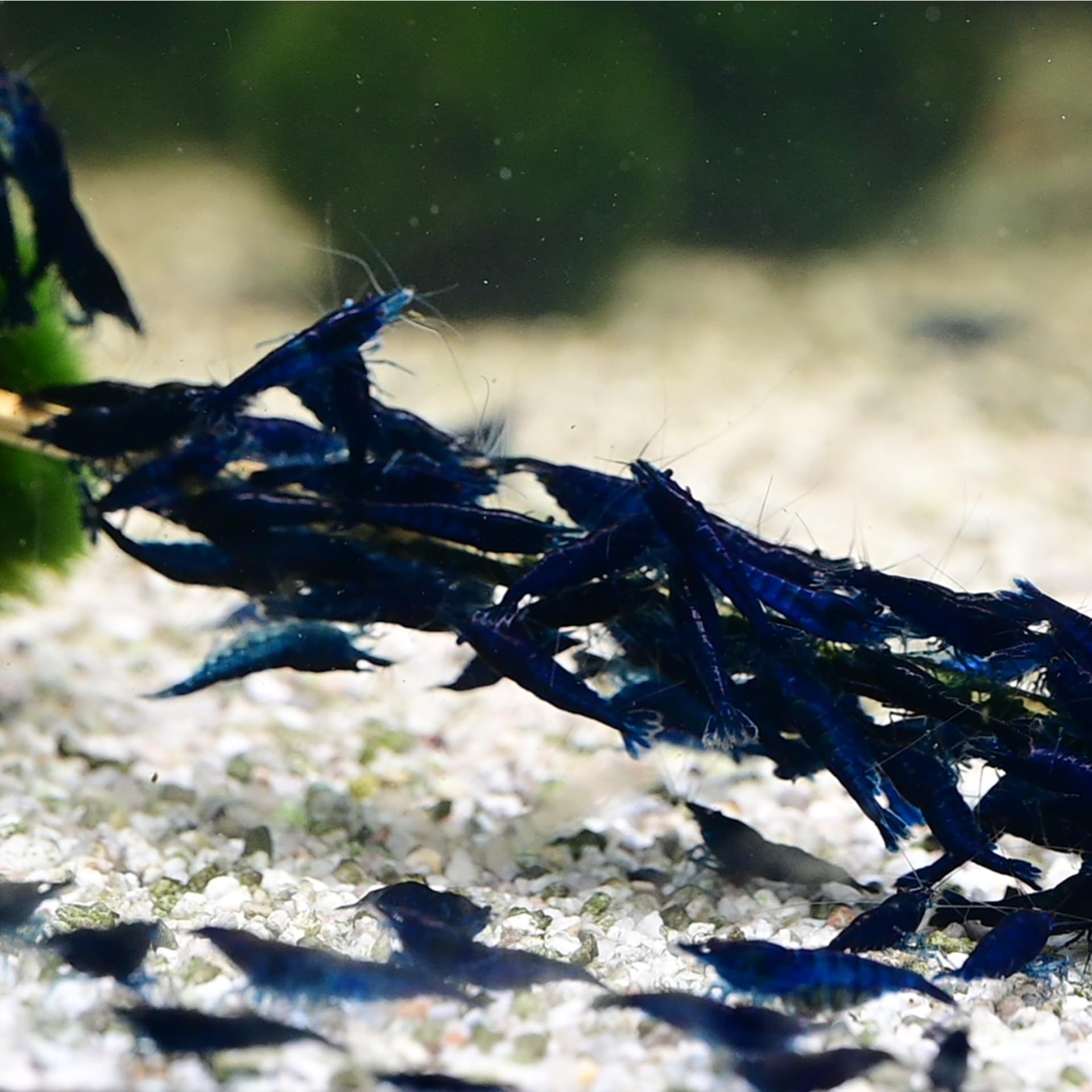 AquaBreedingSkill Crevettes Saphir Bleu Neocaridina Naines Vivantes pour Aquarium – Taille 1,5-2 cm