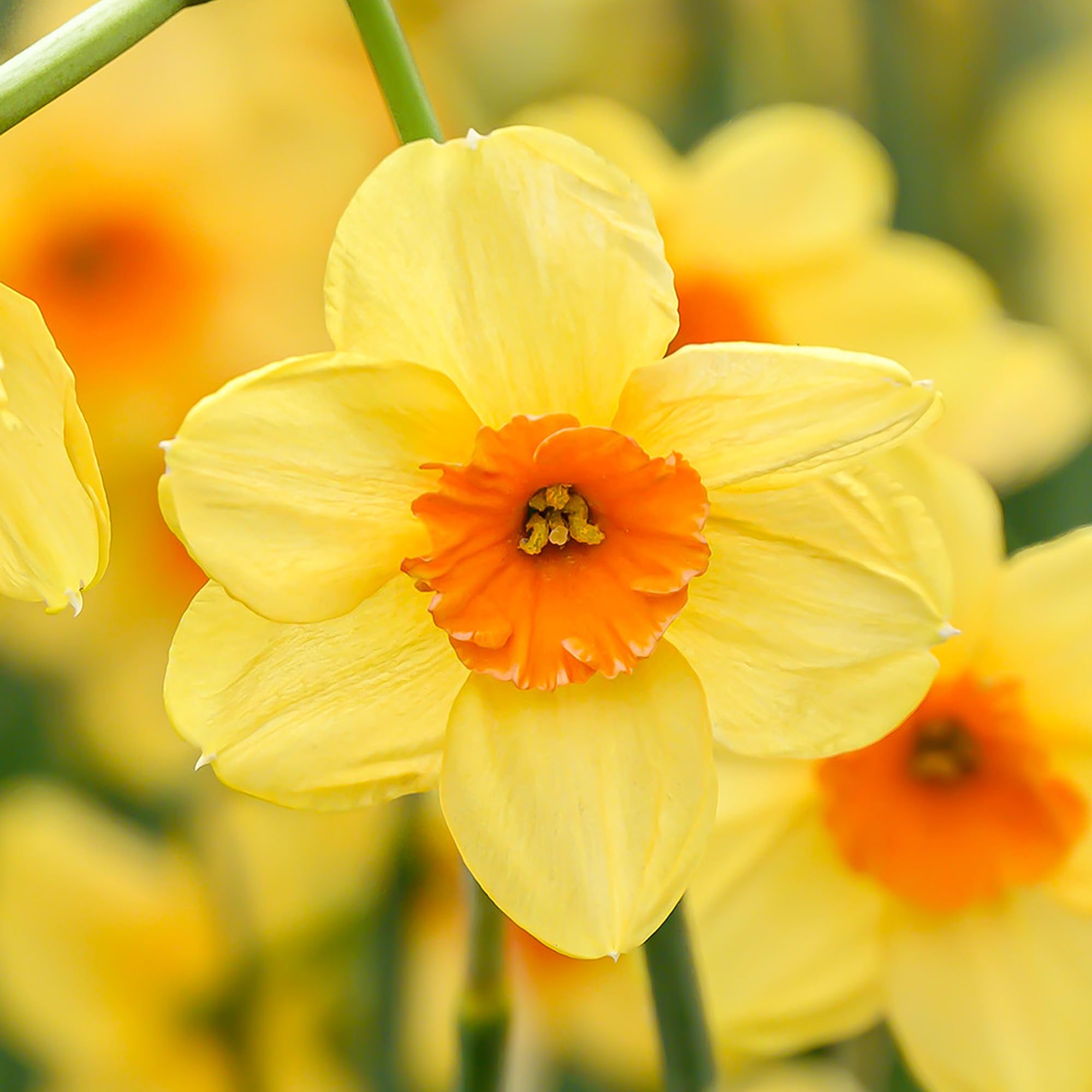 Daffodil (Narcissus) Small Cupped Kedron 5 Bulbs Ready for Planting Now in UK Autumn Outdoor Gardens by Jamieson Brothers