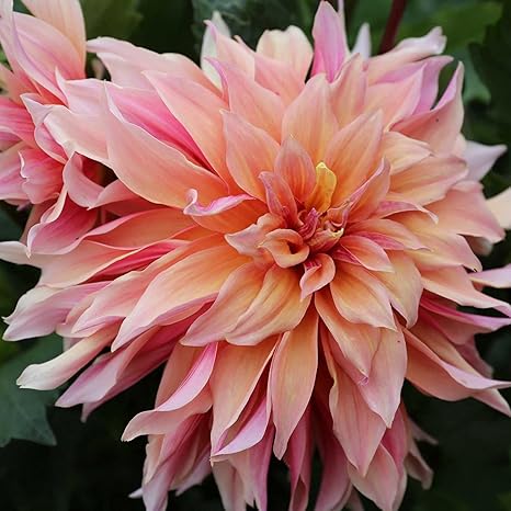 Amazon 多年生草本の花 ダリア球根 珍しい植物 多年生のダリア球根 観賞用の花 切り花に最適 開花期間が長く 花道は広く 多くの花 植え付けに問題はありません 6球根 2 花