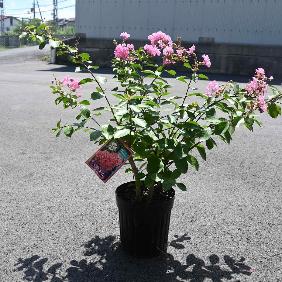 Amazon.co.jp: サルスベリ苗ピンク花 : DIY・工具・ガーデン